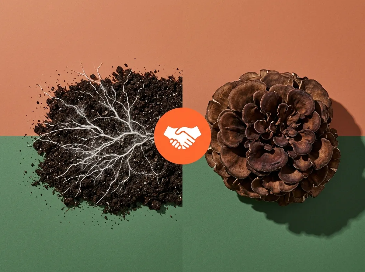 Most mushroom coffee uses mycelium fluff instead of concentrated extracts