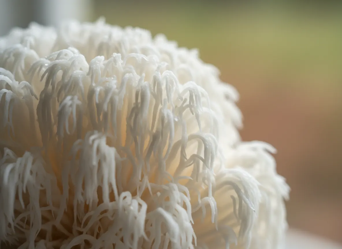 Close-up macro shot of Lion's Mane mushroom fruiting body with delicate white tendrils, scientific yet beautiful, bright n...